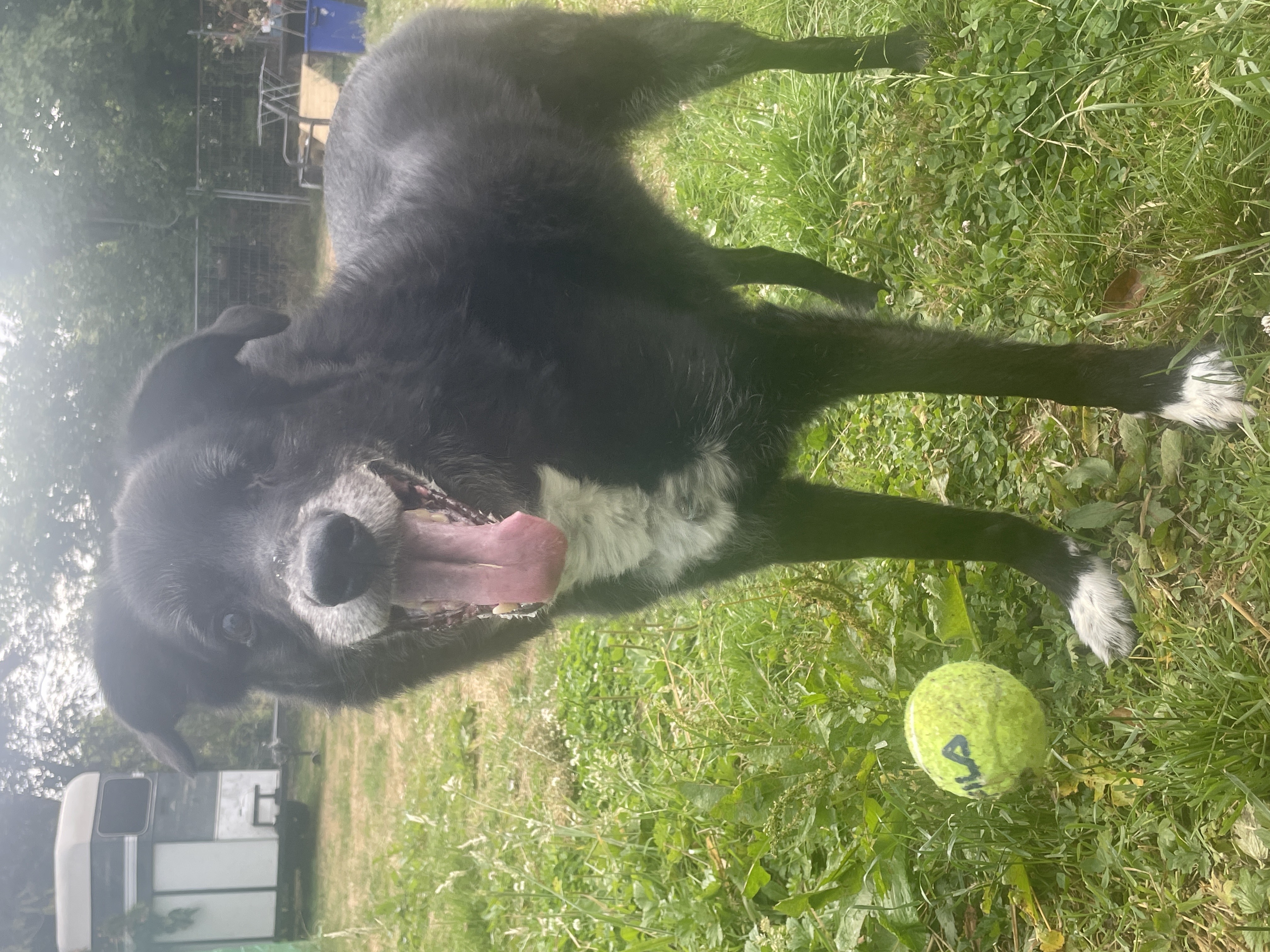 Toby