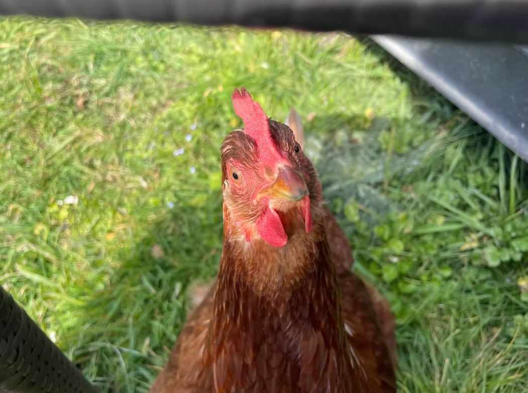 Chicken