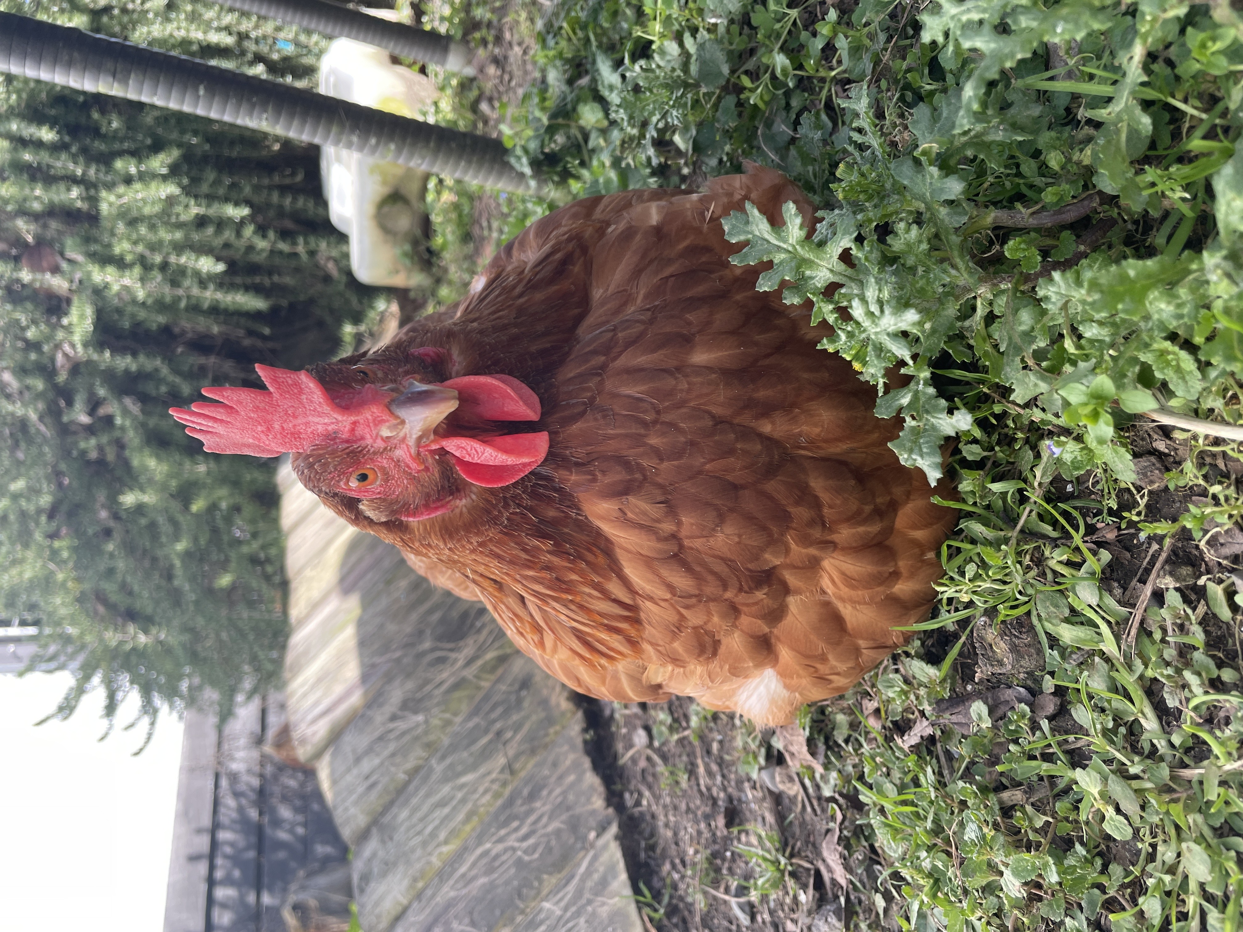 Chicken Sleeping