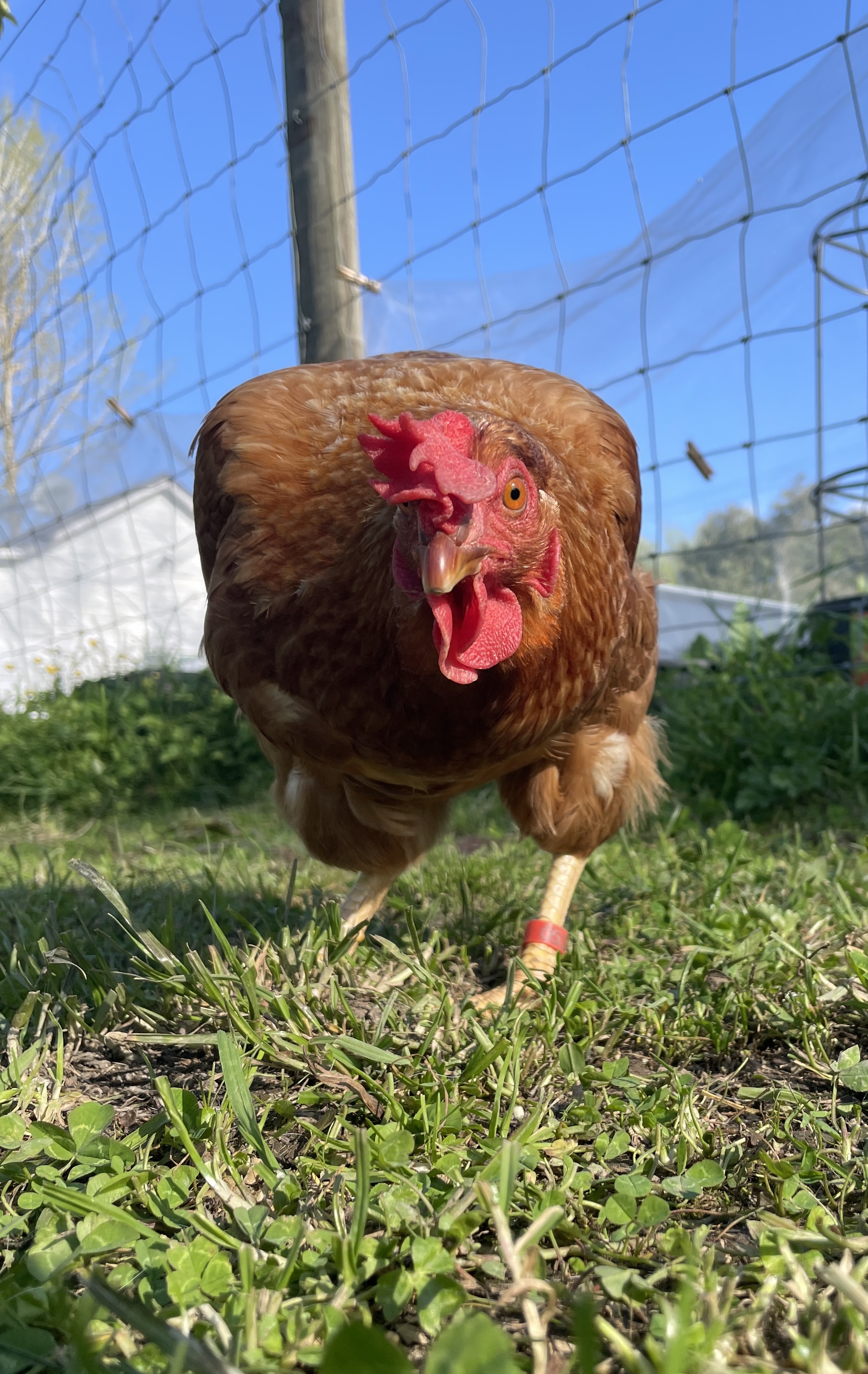 Chicken Crouching
