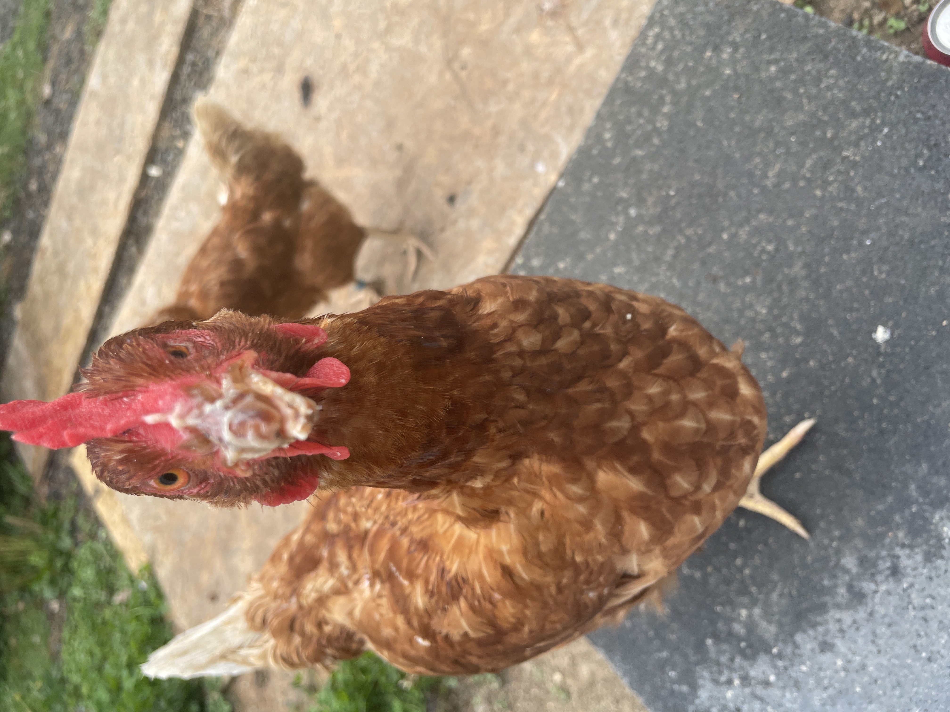 Chicken with food