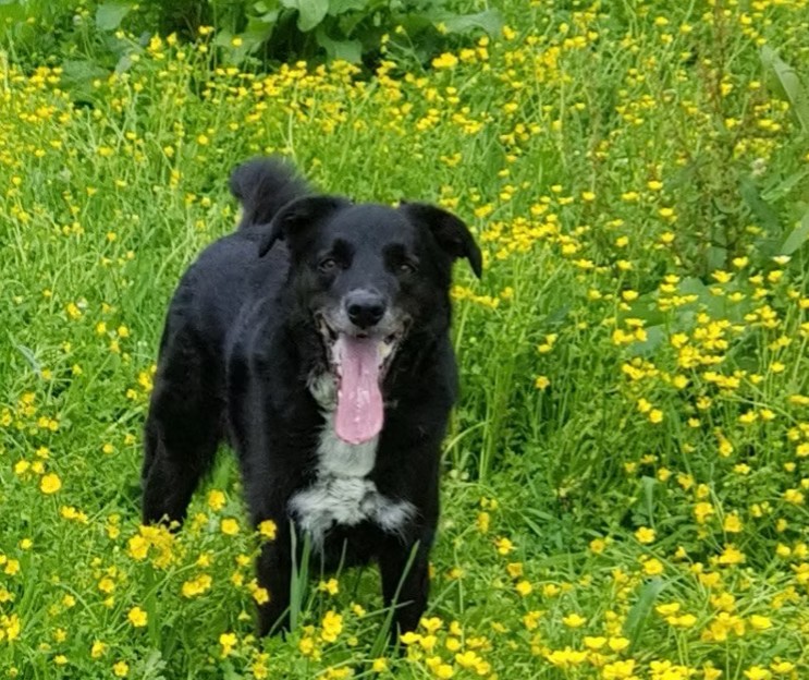 Dog in field