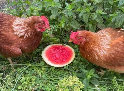 Chickens eating watermelon