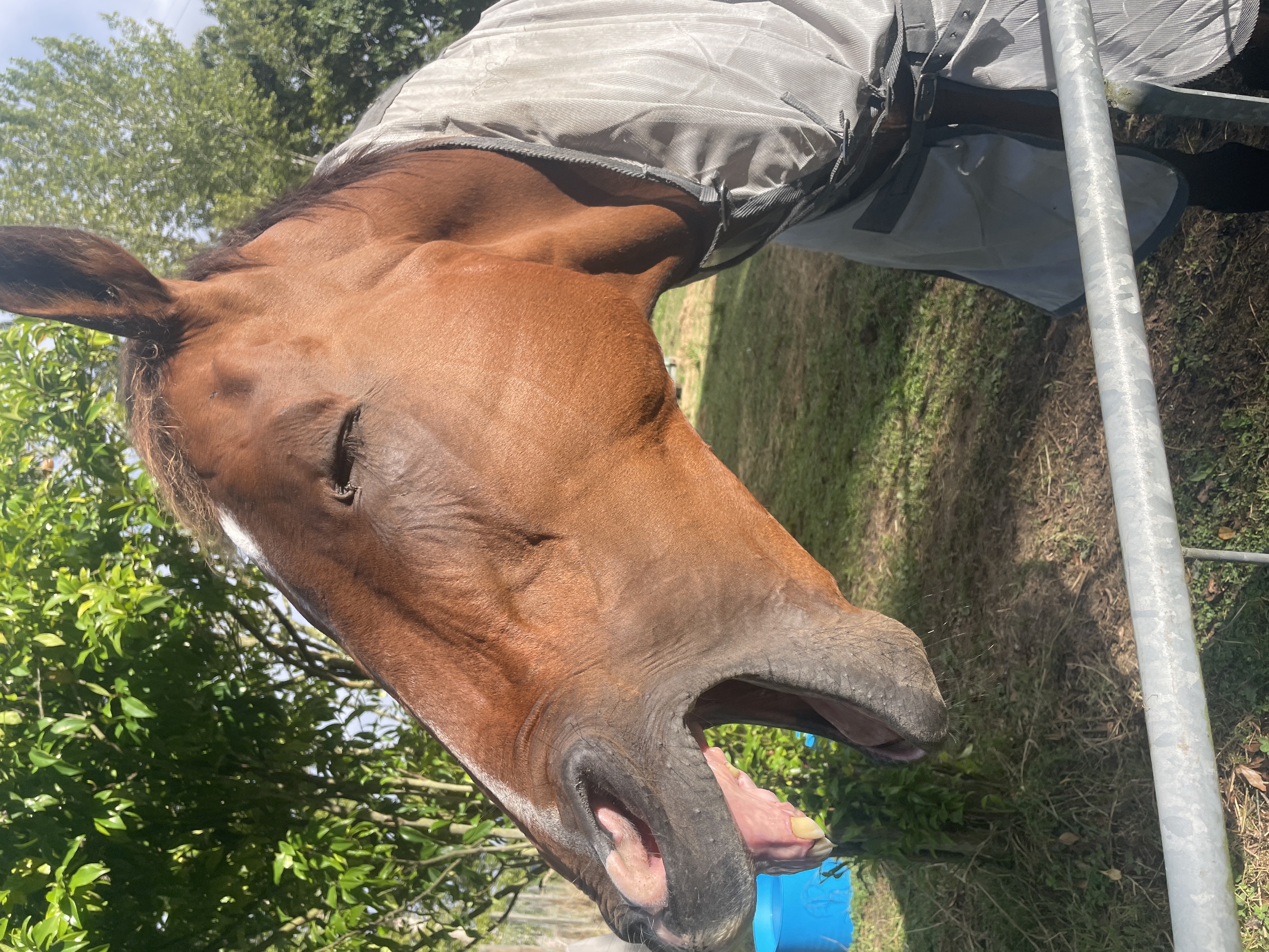 Horse yawning